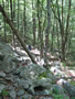 Troop 380 - Black Forest Trail, Pennsylvania - October 2009